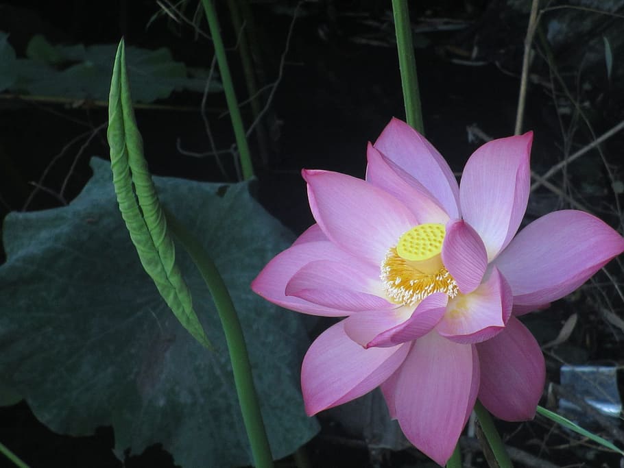 Lotus Leaf, Plant, Cosmetology, flower, meditation, peace, pink, HD wallpaper