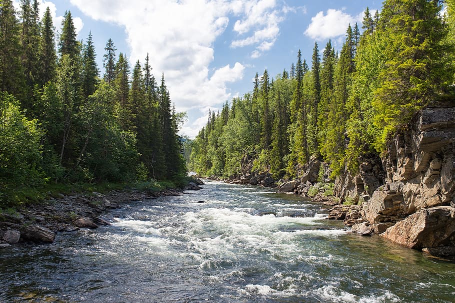 river surrounded by green leaf trees under blue and white cloudy sky during daytime HD wallpaper