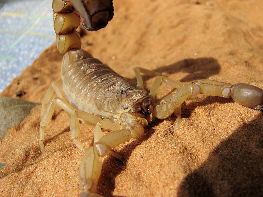 beige scorpion on sand, pregnant female adult, toxic venom, often fatal, HD wallpaper