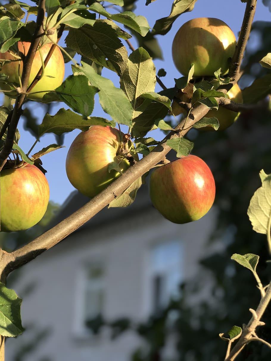 apple tree, apples, fruit, healthy eating, food and drink, freshness HD wallpaper
