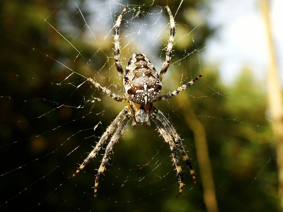 spider, arachnid, spider's web, insect, nature, animals, crusader garden HD wallpaper