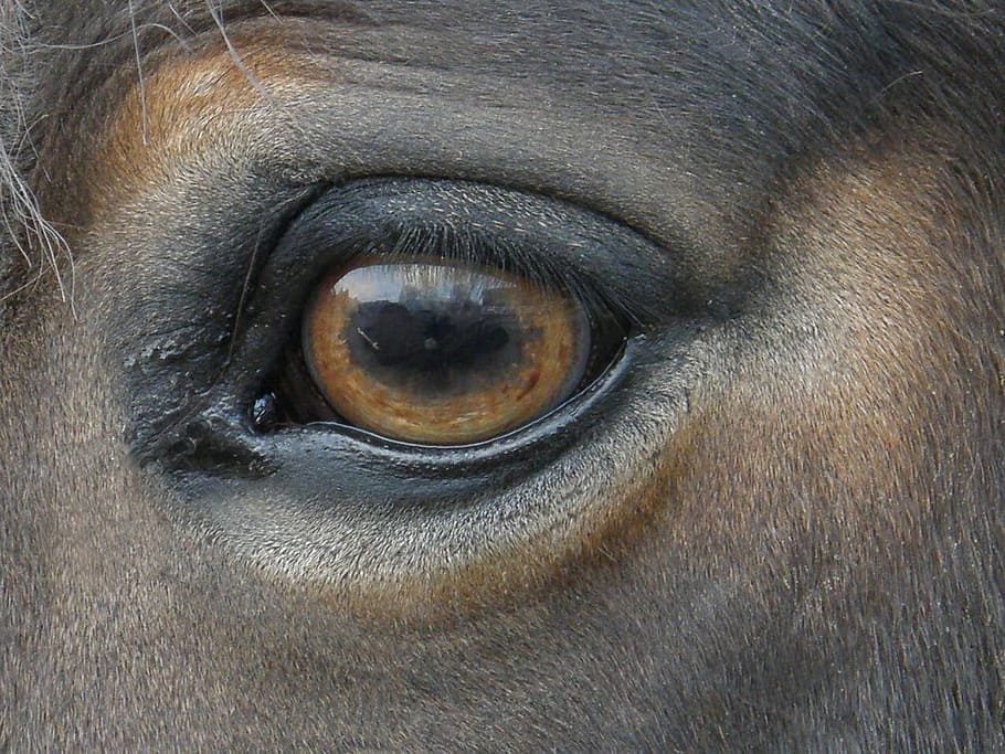 Horse, Main, Eye, one animal, eyesight, human eye, close-up HD wallpaper