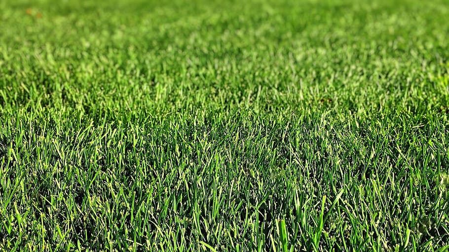 green grass field, lawn, green color, playing field, nature HD wallpaper