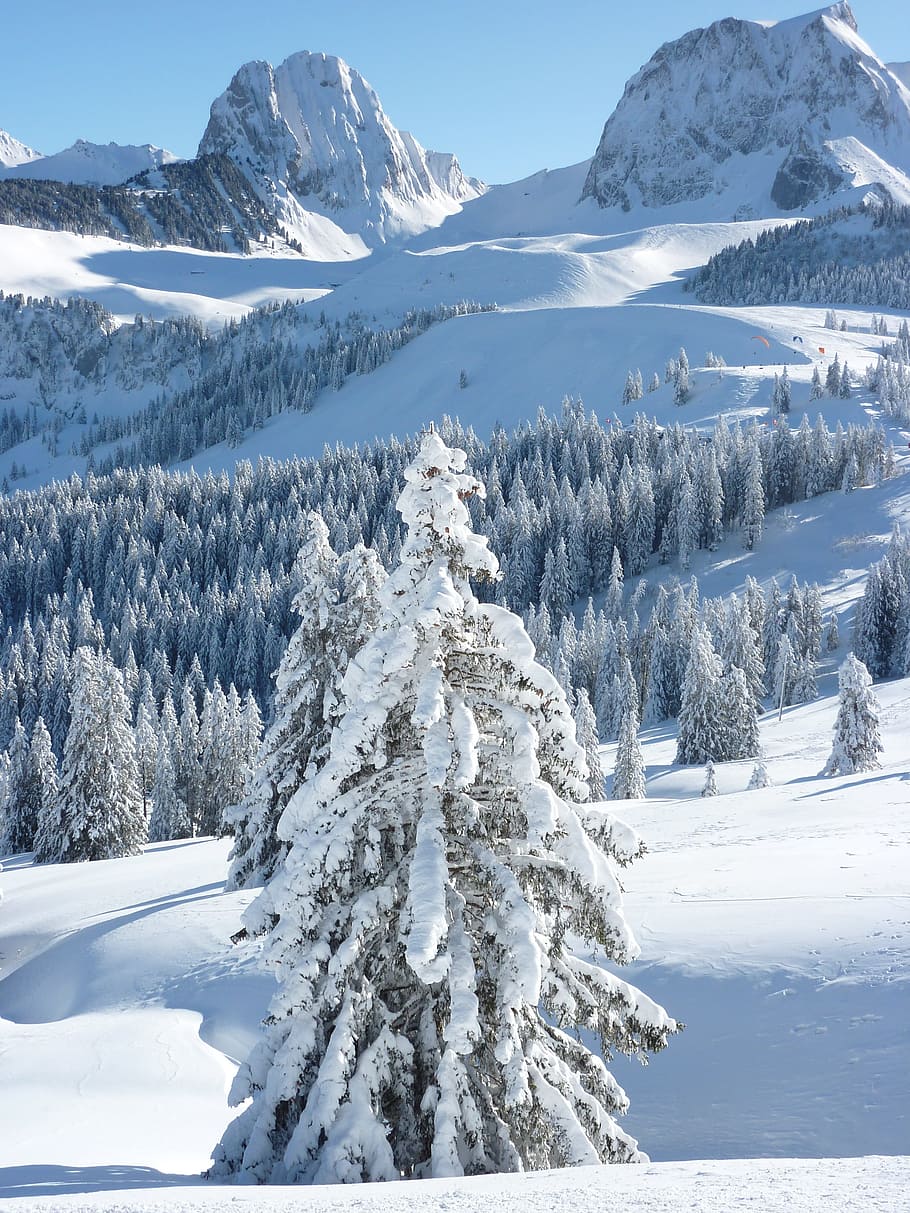 Wintry, Mountains, Winter, Snow, Alpine, firs, sunny, sky, cold HD wallpaper
