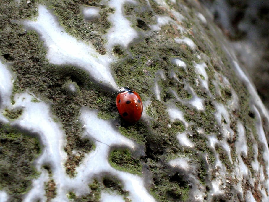 ladybug, insect, dots, red, nature, animal, macro, close-up HD wallpaper