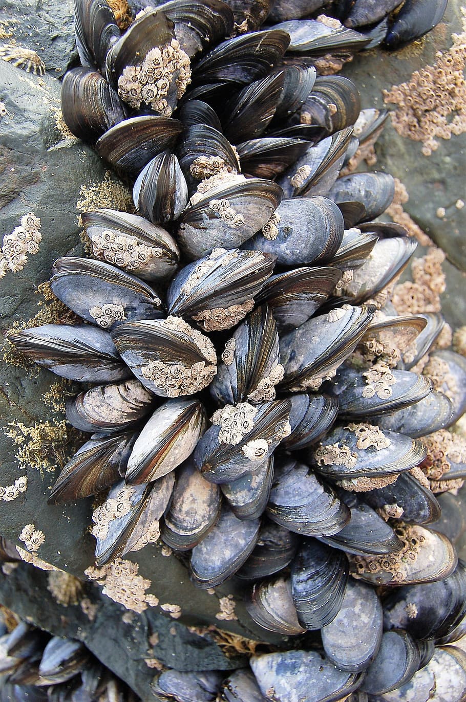 shell, seafood, shellfish, bivalve, food and drink, freshness HD wallpaper