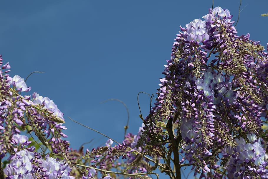 flower, plant, tree, nature, spring, blooming, summer, flowering plant HD wallpaper