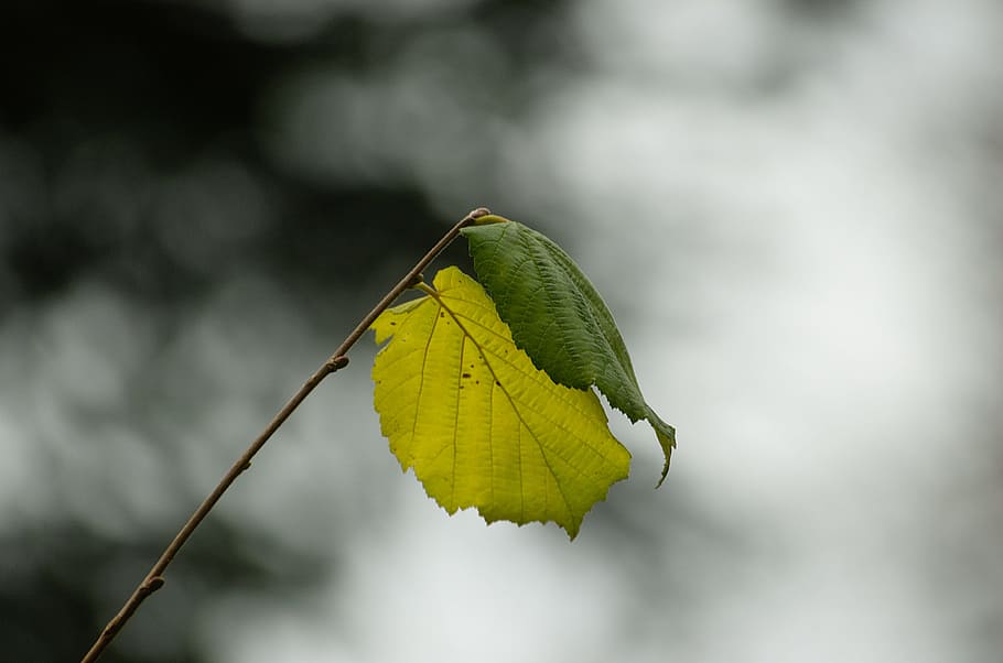 leaves, hazel, hazelnut, branch, bud, hazelnut leaf, hazel leaf HD wallpaper