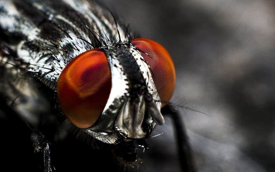 closeup photo of black horsefly, antenna, blurred background HD wallpaper