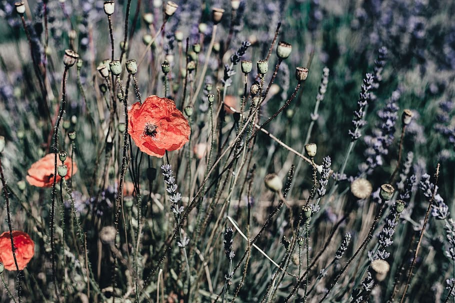 orange poppy flowers blooming at daytime, red, plant, growth HD wallpaper