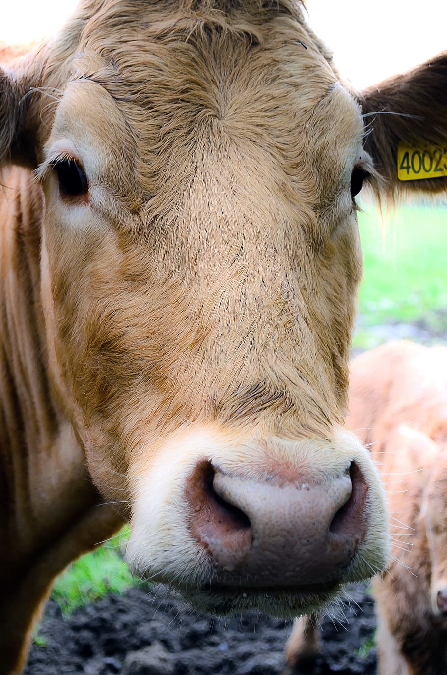 Cow, Head, Face, Cattle, Livestock, rural, milk, beef, agriculture HD wallpaper