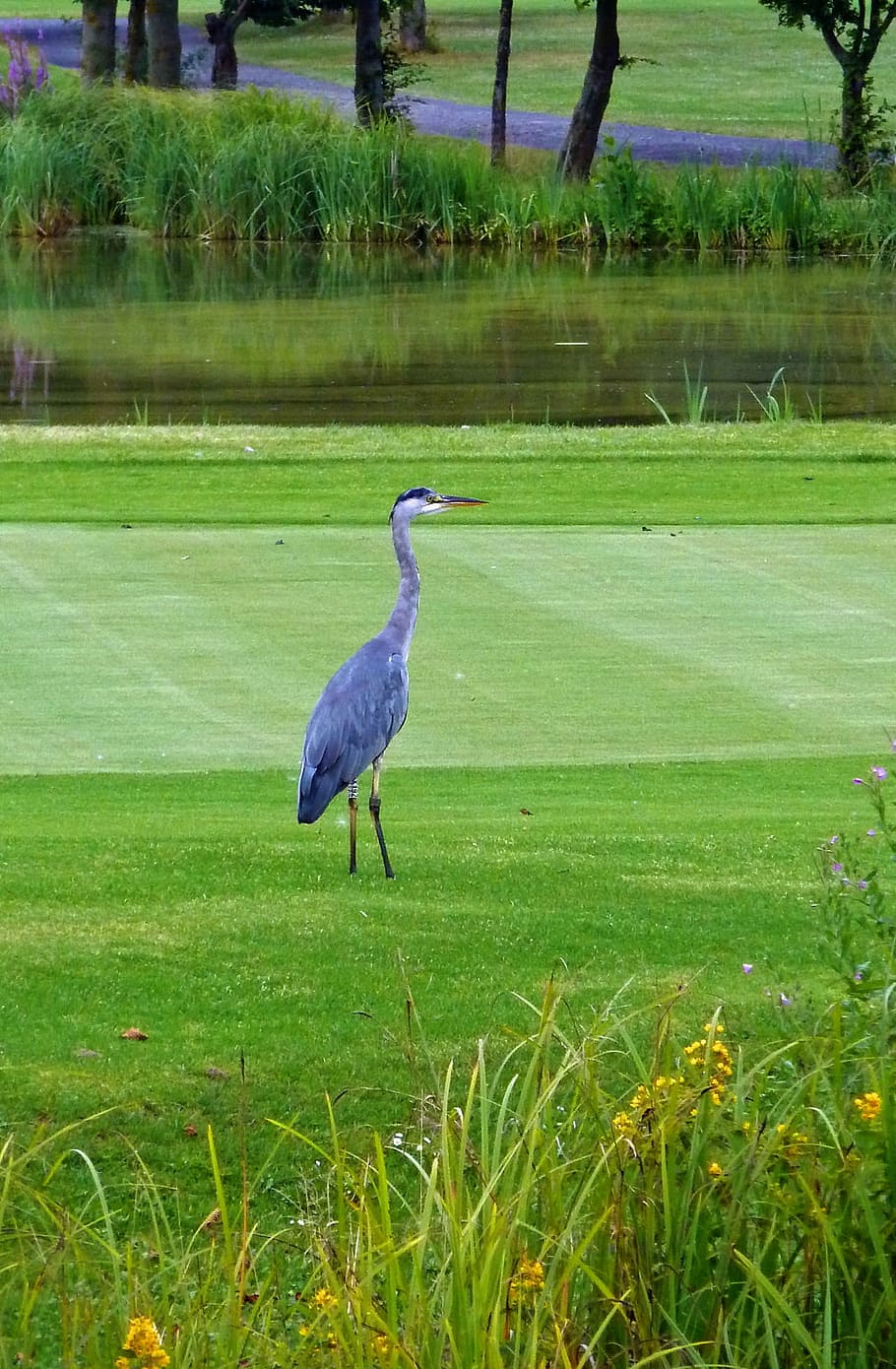 heron, grey heron, bird, eastern, animal, water, intervention HD wallpaper
