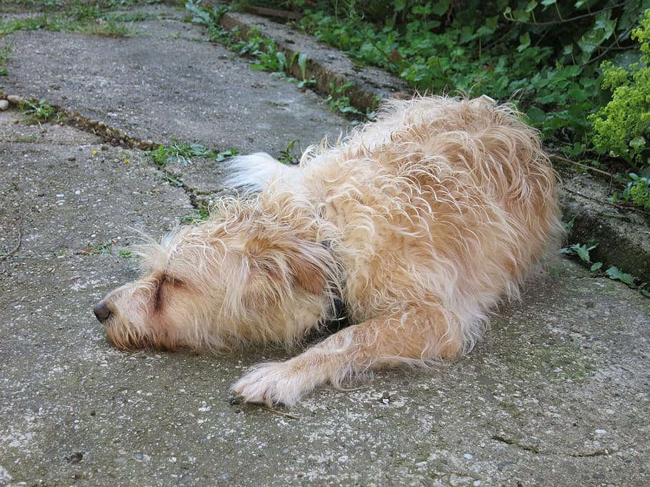 hund, schlafen, pelzig, one animal, mammal, pets, domestic HD wallpaper