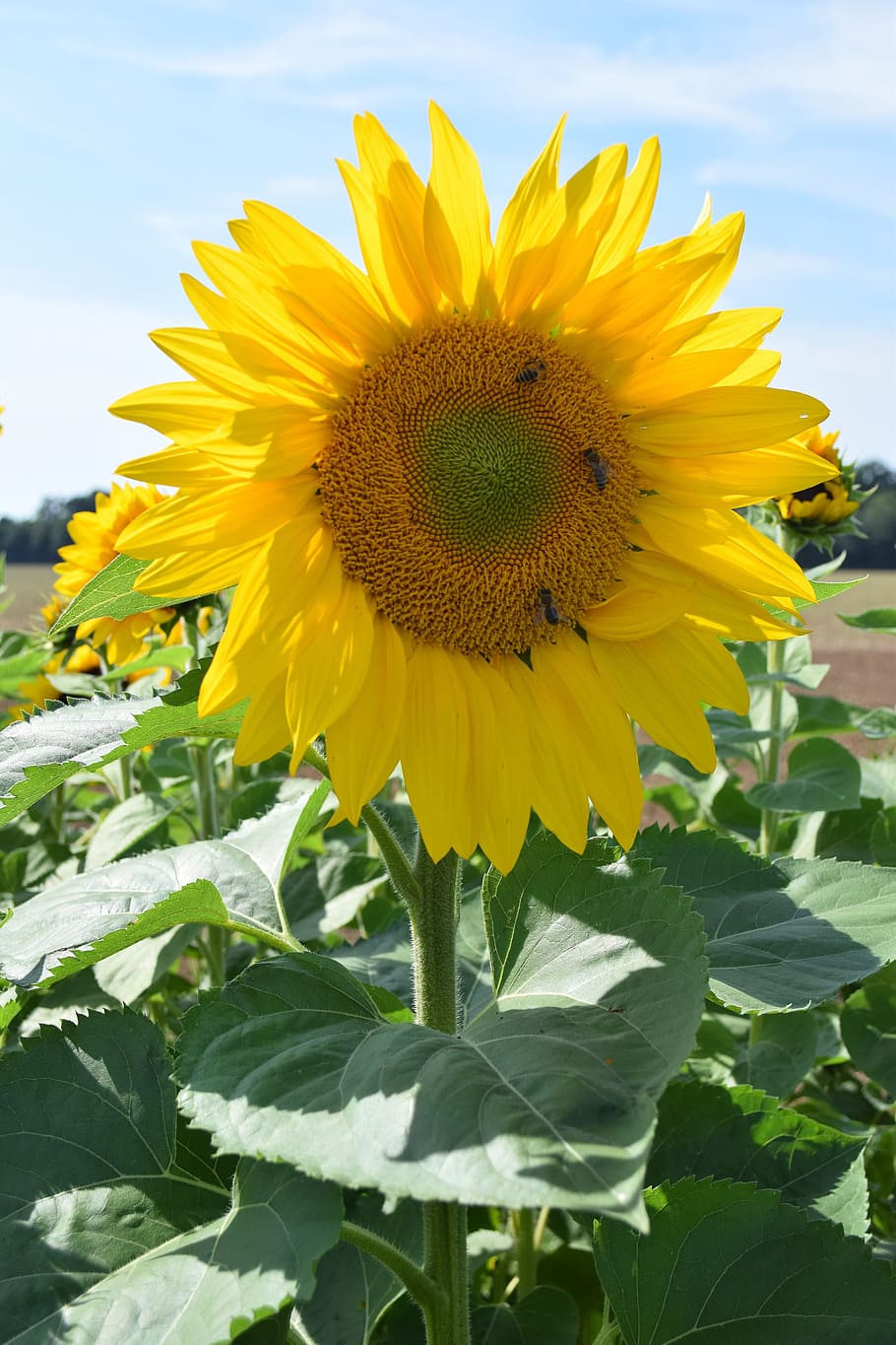 Sun Flower, Plant, Yellow, Summer, nature, late summer, sunflower field, HD wallpaper