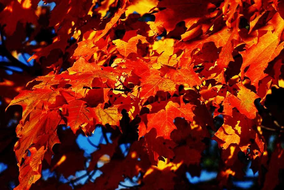 maple, tree, autumn, fall, leaf, orange, colorful, vibrant HD wallpaper