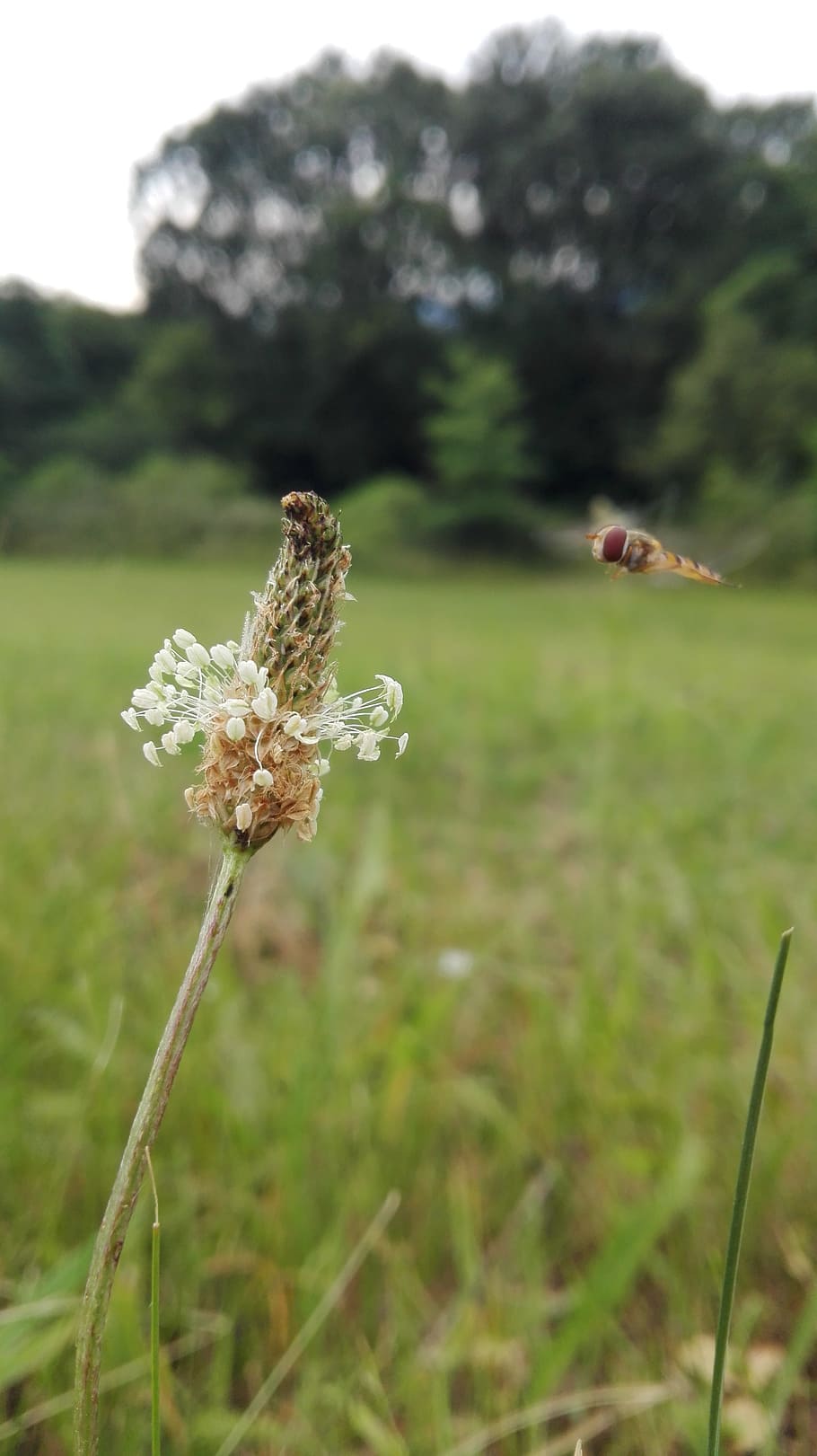 insects, flower, meadow, plant, growth, field, land, beauty in nature HD wallpaper