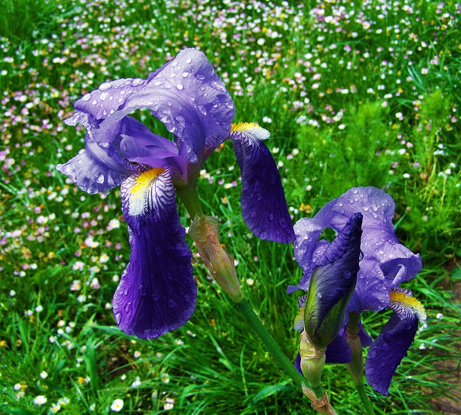 fleur-de-lis, a bluish-purple flower, spring flower, plant, HD wallpaper