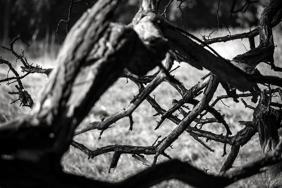 branch, old, morsch, gnarled, rot, branches, tree, autumn, log