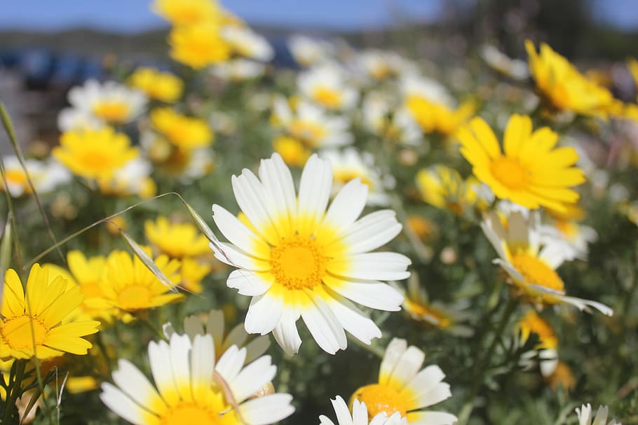 flower, daisy, field, spring, green, nature, flowers, bucolic HD wallpaper