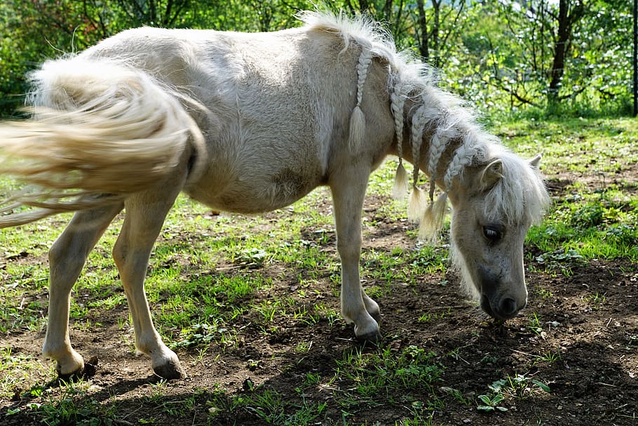 pony, horses, mold, eye, monteaura, equestrian, autumn, gallop, HD wallpaper