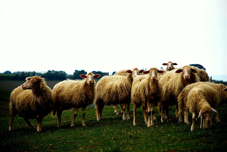 herd of sheep on grassfield, herd of beige sheep, eating, daytime, HD wallpaper