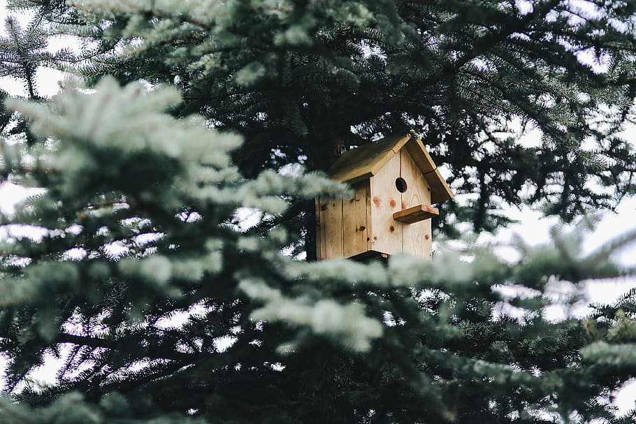Birdhouse on a Tree, box, wooden, nature, animal Nest, wood - Material, HD wallpaper