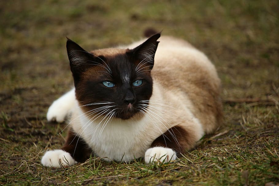 Siamese cat on top of grass, play, breed cat, mieze, domestic Cat HD wallpaper