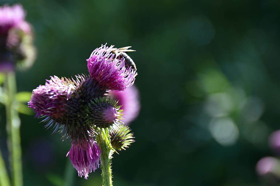 bee, diestel, close, insect, honey, nature, thistle bud, pollination HD wallpaper