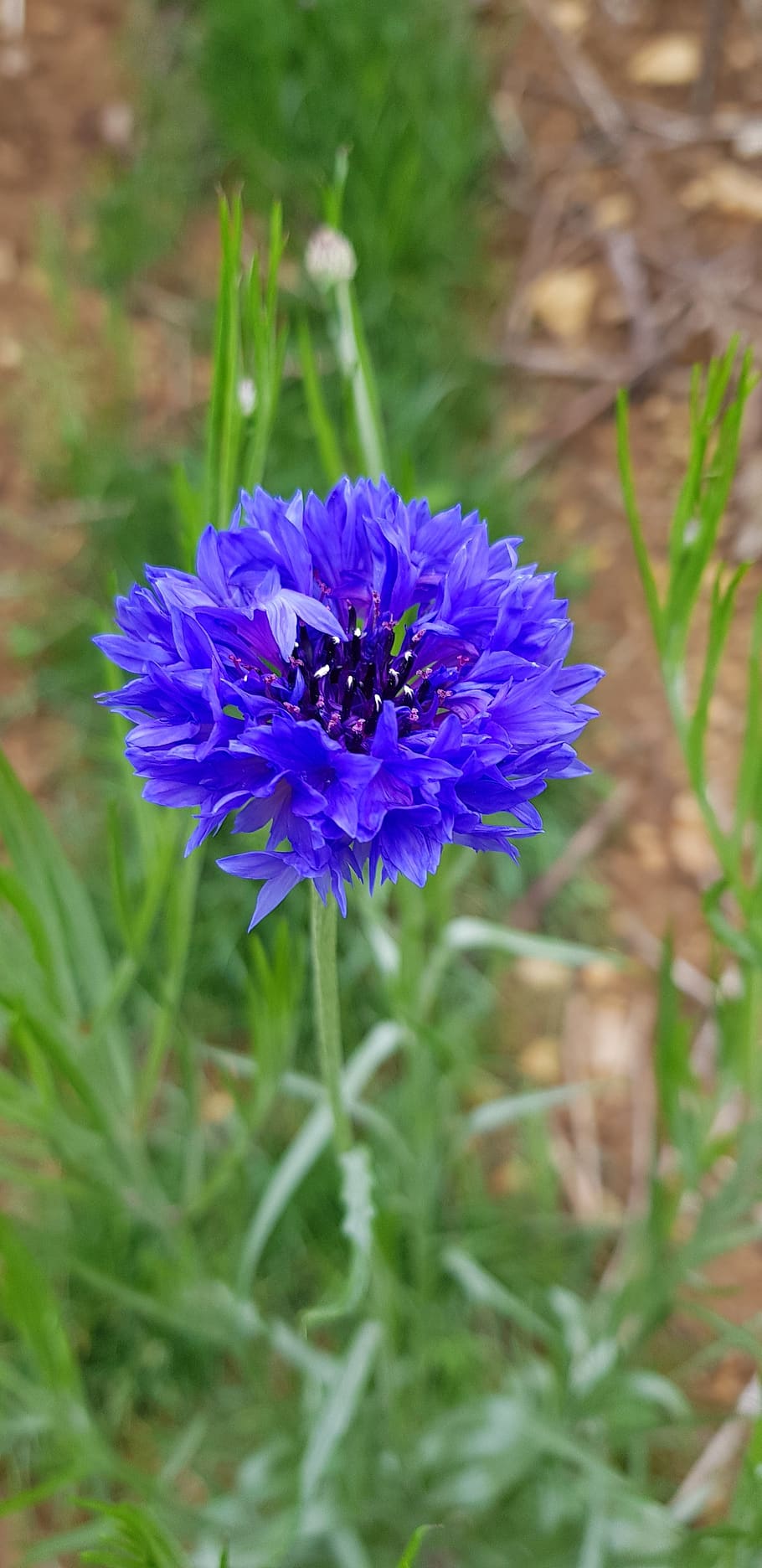 wild grass, wild flowers, flowering plant, fragility, vulnerability HD wallpaper