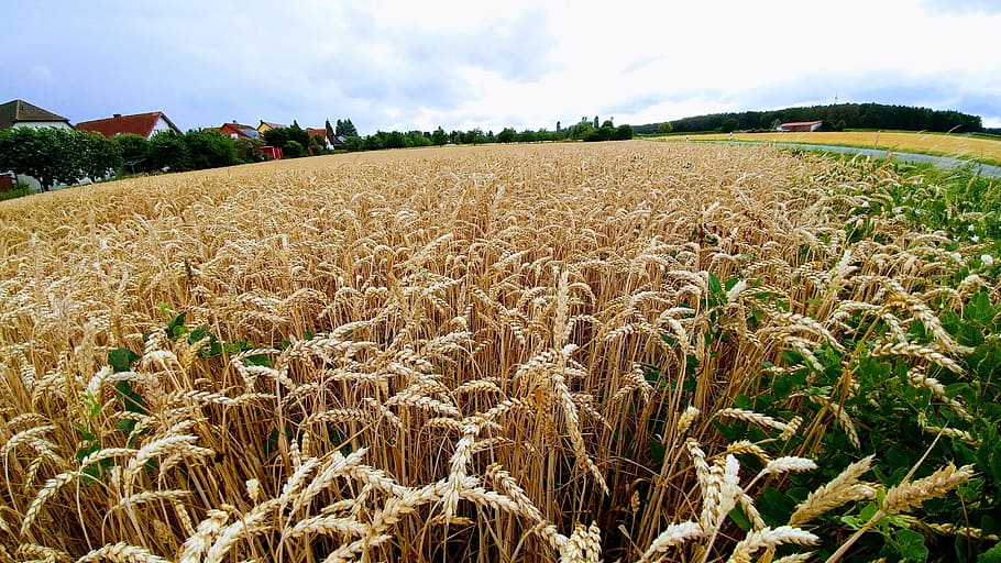 nature, cornfield, summer, grain fields, agriculture, cereals HD wallpaper