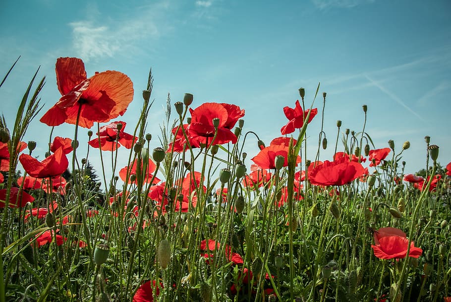 red poppy flowers, red poppy flower field under blue sky photography