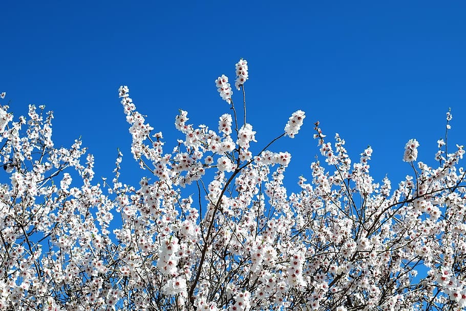 tree, nature, blossom, bloom, almond tree, spring, spain, plant HD wallpaper