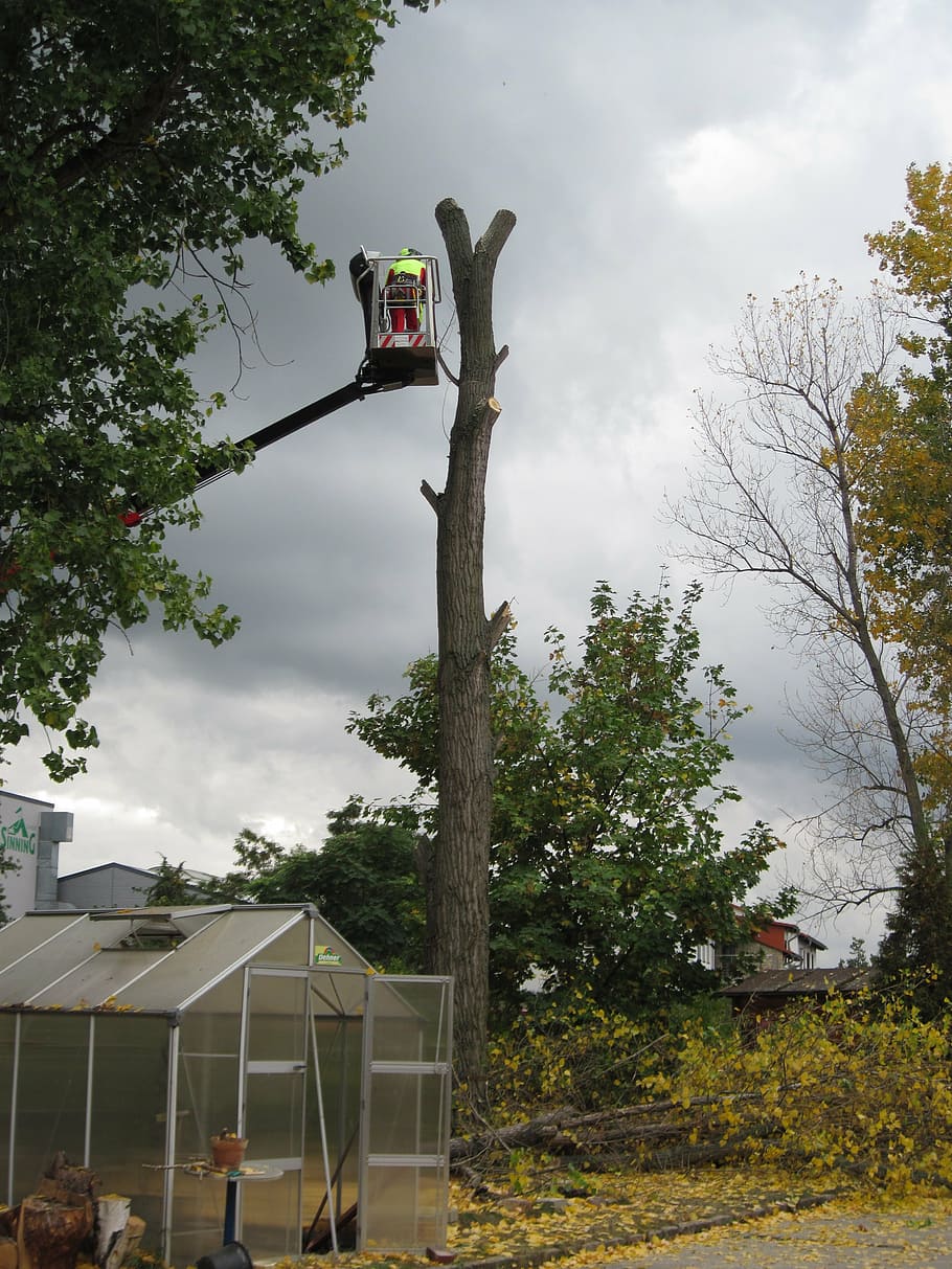 tree, cases, dangerous, autumn, wood, tree died, saw, plant HD wallpaper