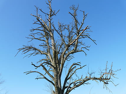tree, dying tree, age, arid, aesthetic, die off, sky, blue HD wallpaper
