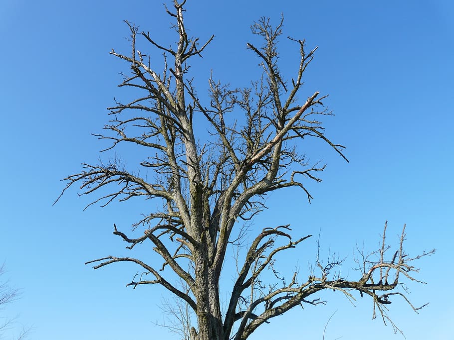 tree, dying tree, age, arid, aesthetic, die off, sky, blue HD wallpaper