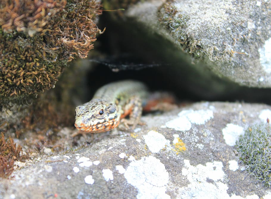 Lizard, Masonry, Nature, no people, day, one animal, animal themes HD wallpaper