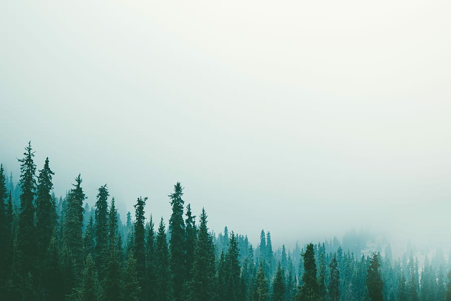 white fogs on green tree, trees coated with fog, sky, mist, woodland HD wallpaper