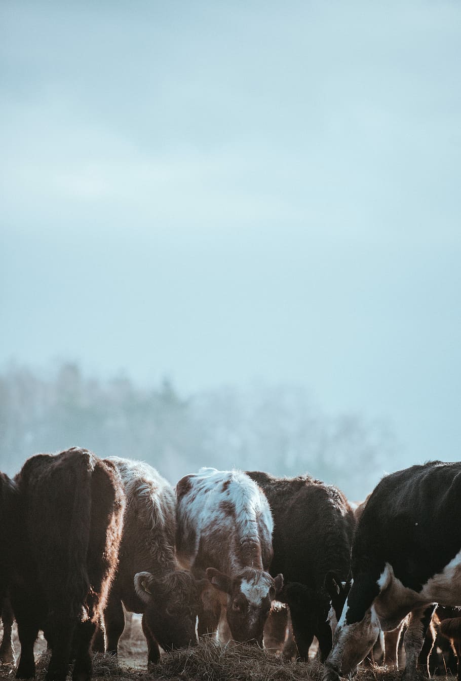 Cows grazing on a winters morning, herd of brown and black cows HD wallpaper