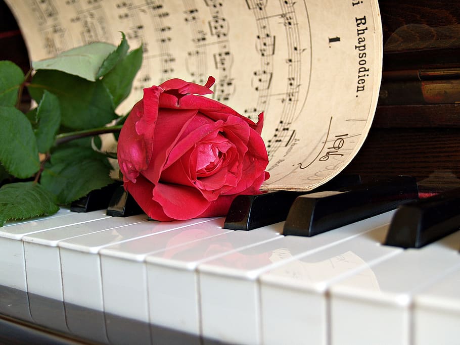 red rose flower with musical notes at piano, sheet music, old