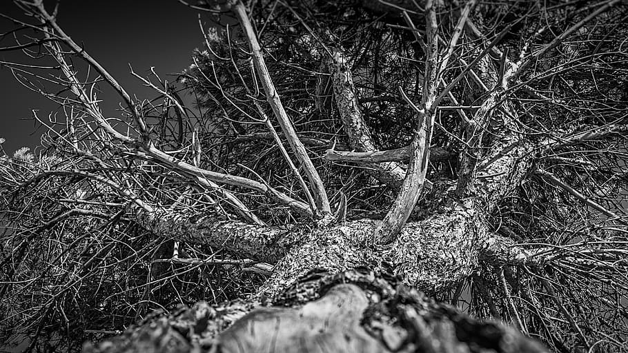 tree, nature, wood, outdoors, pattern, plant, forest, land HD wallpaper