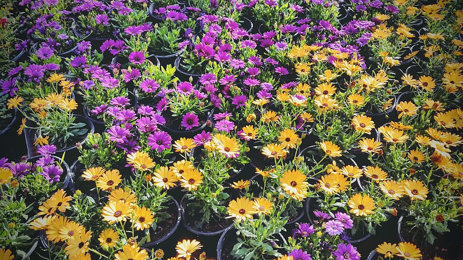 Spring, Flowers, Pink, Yellow, Colors, purple, growth, plant HD wallpaper