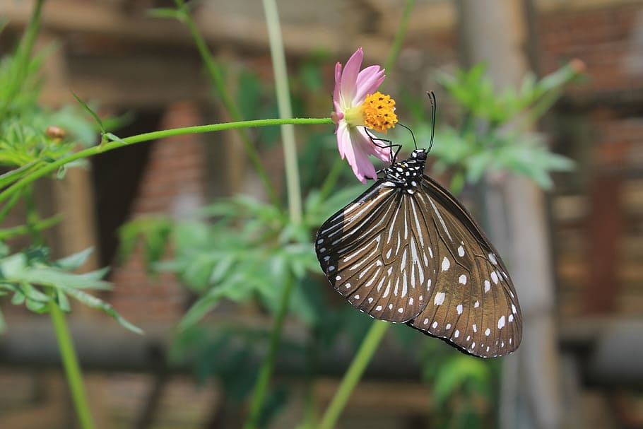 butterfly, brown, insect, nature, flower, butterfly - Insect HD wallpaper