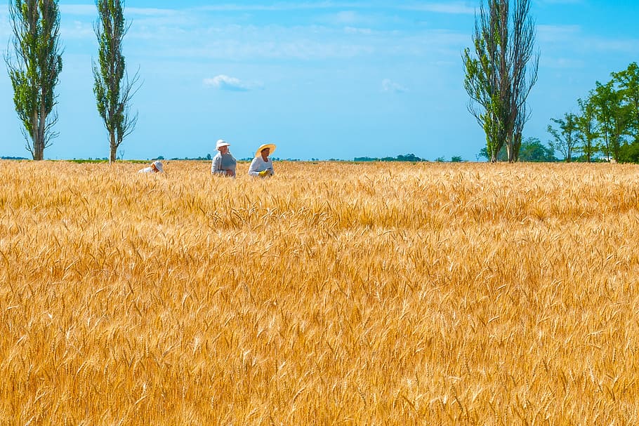 three people harvesting wheats during dayitme, ukraine, science HD wallpaper