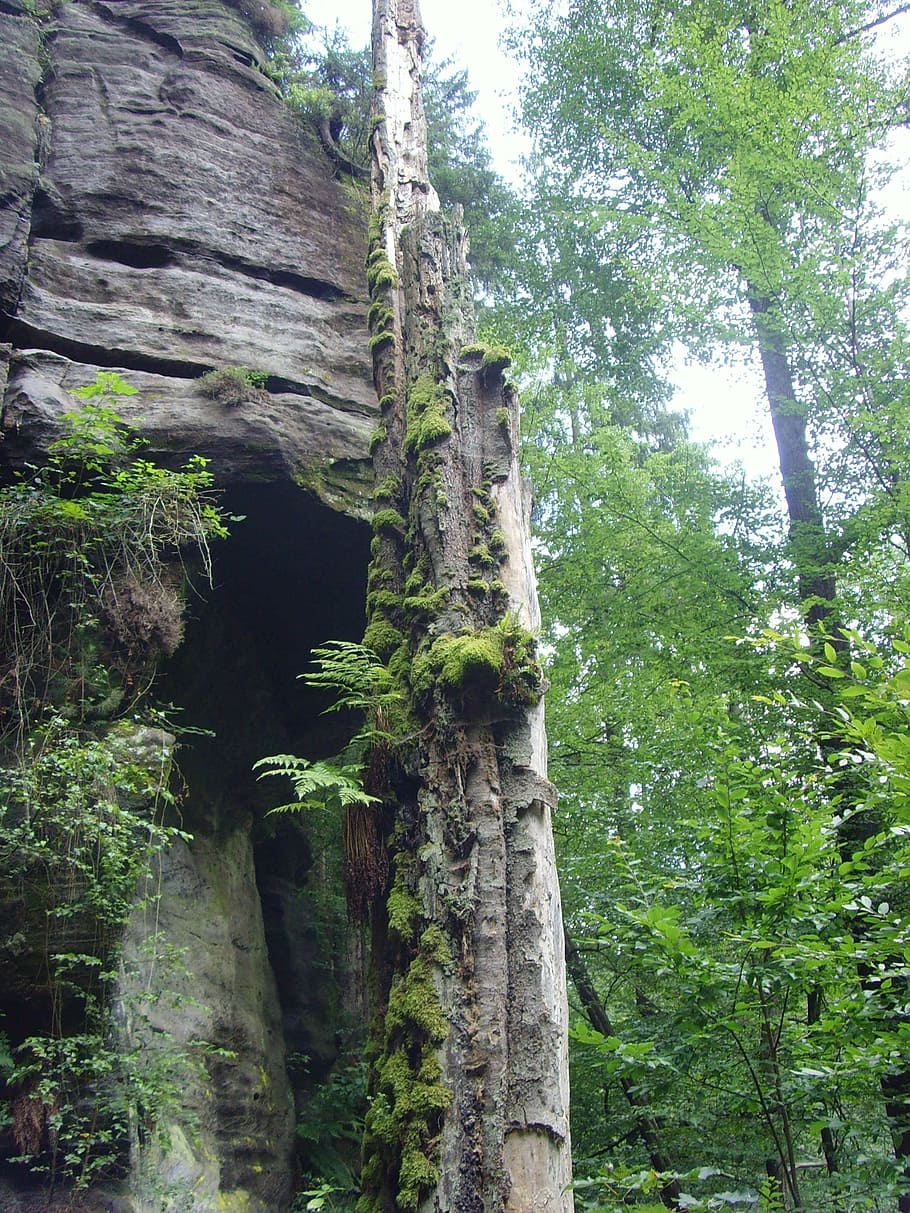 tree moss, czech republic, glade, plant, trunk, tree trunk HD wallpaper