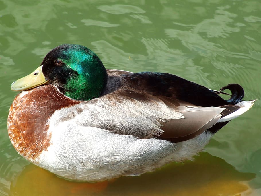 turkey, ankara, duck, goose, white, green, swan, swans in the park HD wallpaper