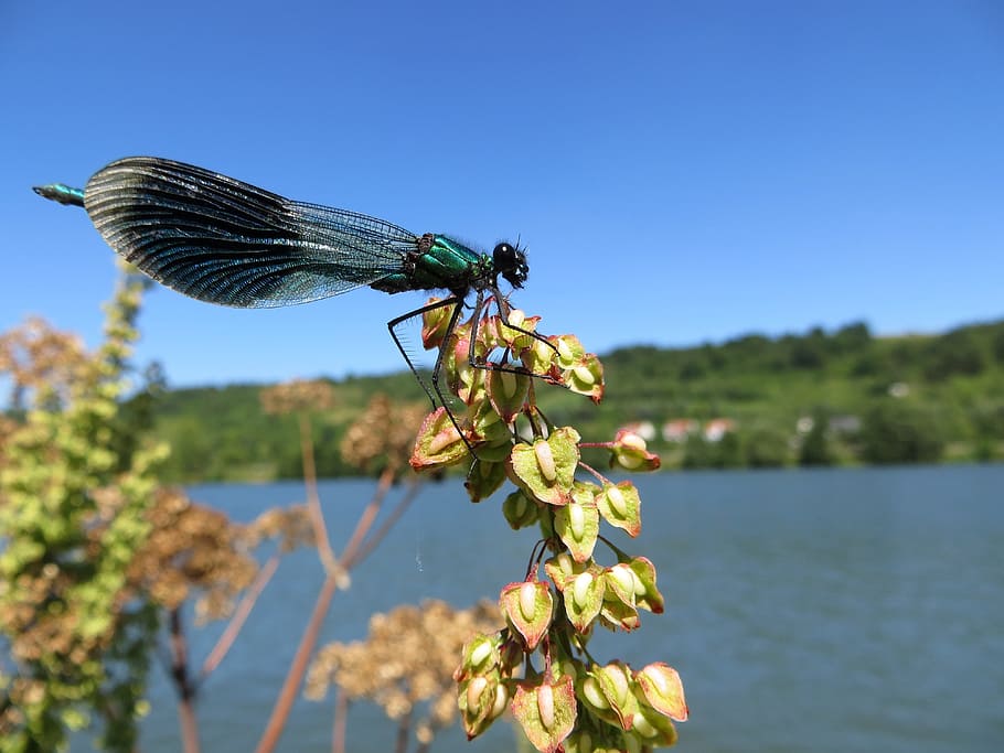 Dragonfly, Insect, Flight, Insect, Wing, flight insect, filigree HD wallpaper