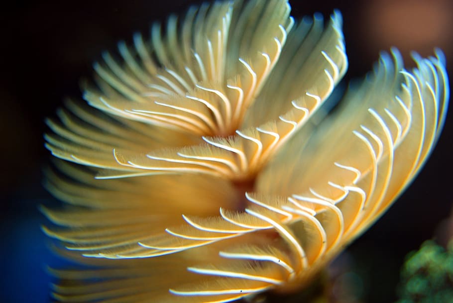 selective focus photography of yellow and white sea anemone HD wallpaper
