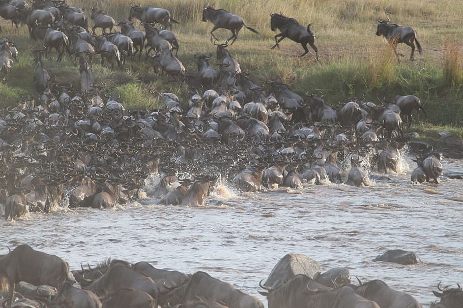 Wildebeest Migration, Great Migration, kenya, africa, serengeti HD wallpaper