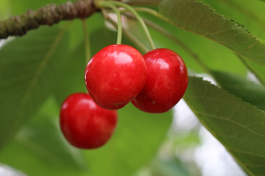 cherry, leaves, green, food and drink, fruit, healthy eating HD wallpaper