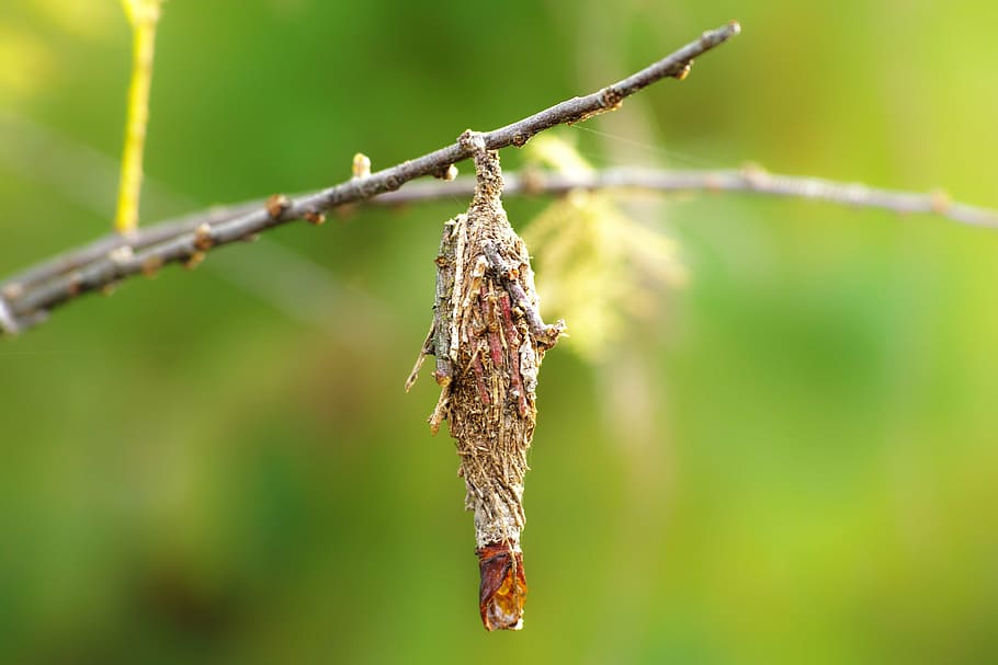 bagworm, larva, wood, moth, close-up, insect, focus on foreground HD wallpaper
